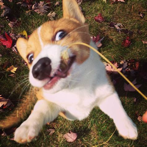 20 Pictures That Show Corgis Are The Best Dogs Ever