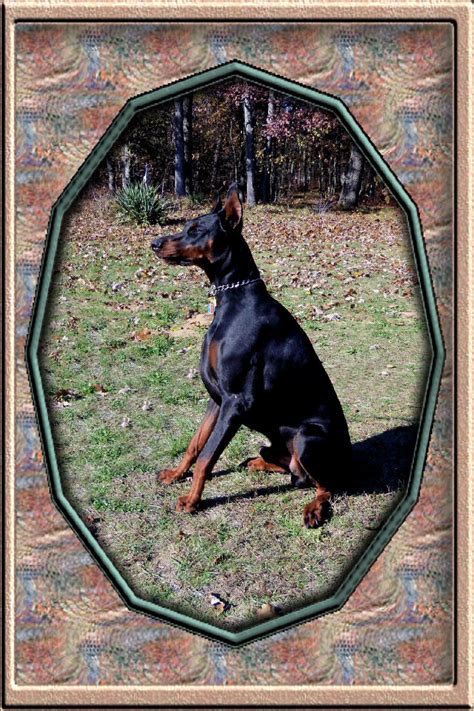 These affectionate, playful, and energetic doberman puppies are ready for their forever home! Doberman Pinscher Puppies For Sale | Grant, MI #263497