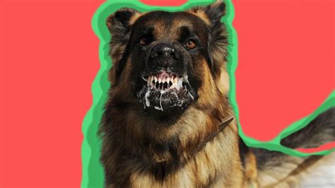 Kuduz Hastalığı Neden Su Korkusuna Sebep Olur? - HAKANSEYHAN