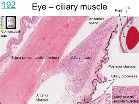 Image Result For Ciliary Muscle Histology Ciliary Muscle Muscle Image