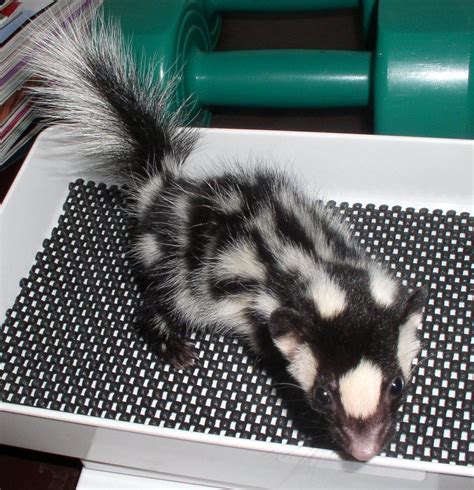 Spotted Skunk Cute Animals Cute Creatures Animals Beautiful