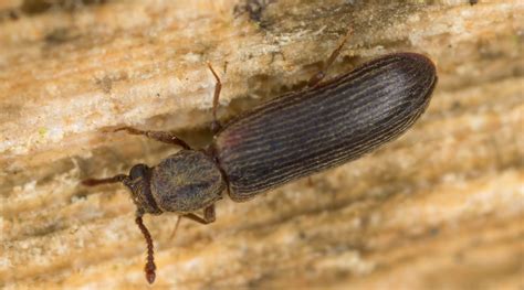 Despite its pincers and overall appearance that is likened to a giant cockroach, the palo verde root beetle is in fact not harmful to humans or healthy trees. Bugs That Look Just Like Cockroaches: 10 Similar Looking ...