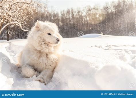 Samoyed Dog In Snow Stock Image Image Of Sobaka Russian 151109549