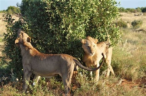 Lions 2 Meters Away From Us In Tsavo East Picture Of Neptune Village