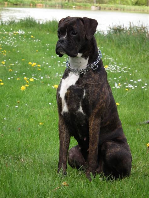 Brindle Boxer With White Markings My Doggy Rocks