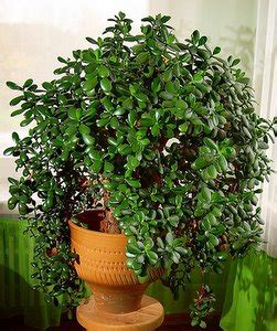 They are believed to be good luck by people in southeast asia, especially in matters of finance or success. Money Tree Plant Care - How To Look After Your Jade Plant