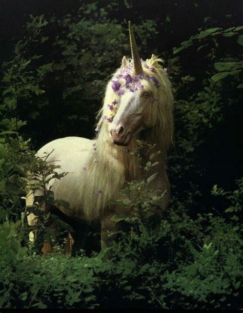 Concept 49 Beautiful Unicorn Pictures Real