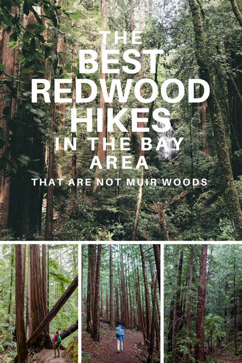 Best Redwood Hikes In The Bay Area