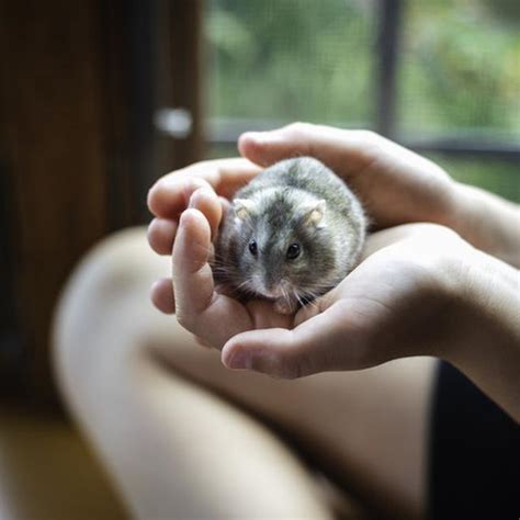 Maybe you would like to learn more about one of these? Kucing Comel Warna Warni - 81021+ Nama Untuk Kucing Comel ...