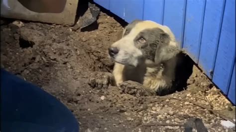 News Crew Rescues Dog Trapped Under House After Deadly Tornado