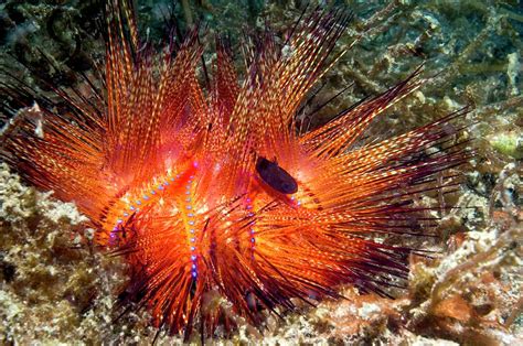 Urchin Siphonfish And Fire Urchin Photograph By Georgette Douwma Fine