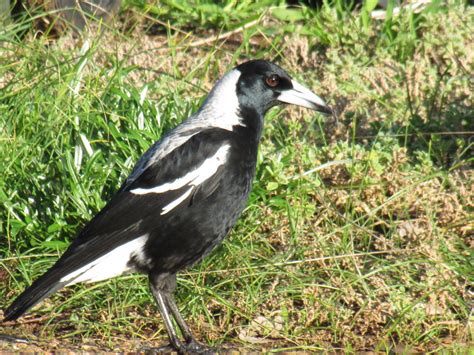 Saturday 7/8 15 august 2021 3:00 pm. Australian Magpies Archives - Trevor's Birding - Trevor's ...