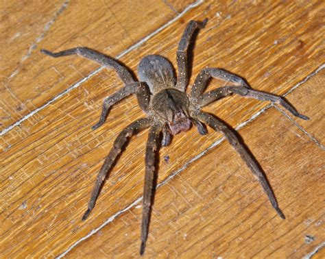 Como dito anteriormente, essa aranha é comum de se encontrar na américa do sul, em países como brasil, chile, equador, entre outros. Aranha Armadeira - gênero Phoneutria - Aracnídeos - InfoEscola