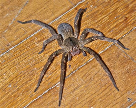 Como dito anteriormente, essa aranha é comum de se encontrar na américa do sul, em países como brasil, chile, equador, entre outros. Aranha Armadeira - gênero Phoneutria - Aracnídeos - InfoEscola