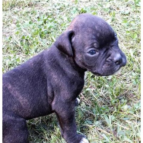 Boxer puppies are great around kids and grow up to be obedient, loving and protective dogs. Playful Boxer puppies for sale CKC Registered in Winston ...