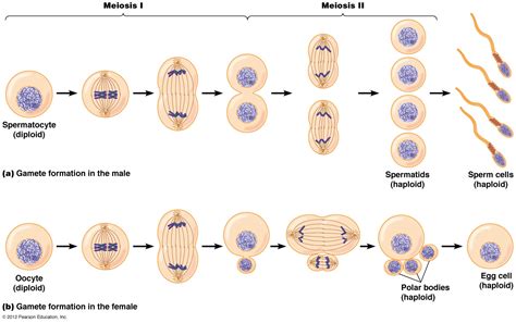 Biol2060 Sexual Reproduction Meiosis And Genetic Recombination A