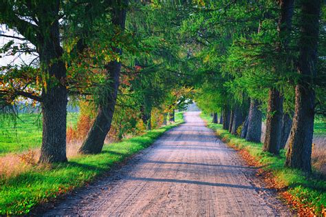 Wallpaper Fall Forest Trees Path Road Grass Lights Nature