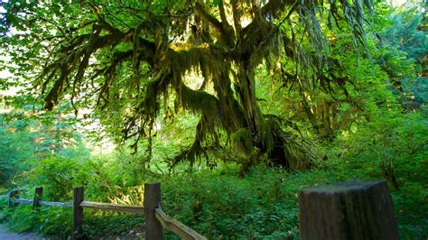 Hoh Rain Forest Visitor Center In Forks Washington Expedia