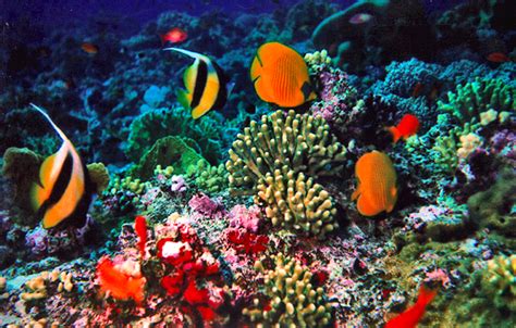 Palung laut adalah bagian dasar laut yang dalam dan juga sempit. YUKI berbagi SEHAT: KEINDAHAN PANTAI RAJA AMPAT