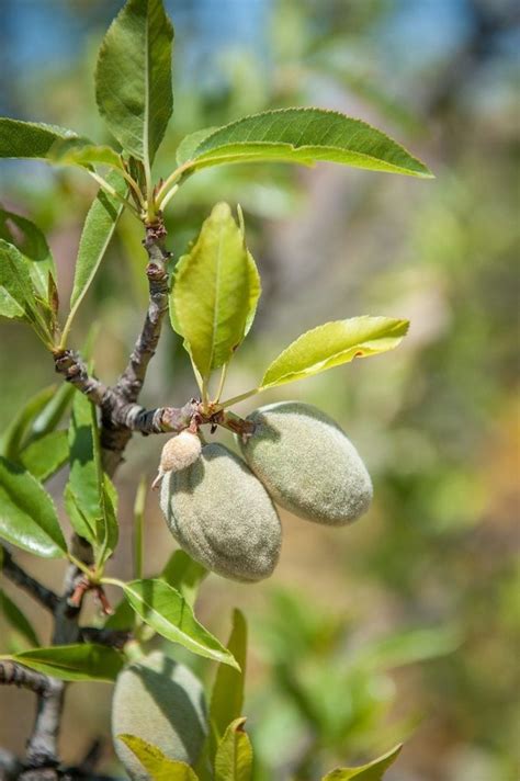 Can You Grow Almonds In Containers Tips For Keeping An Almond Tree In
