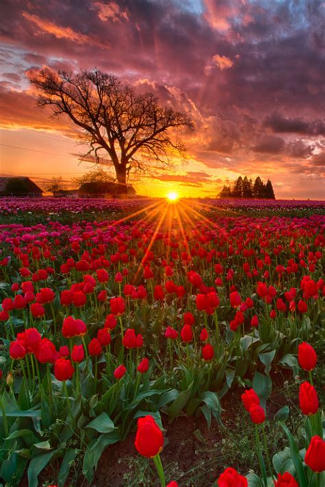 Beautiful Sky Landscape Upload Flowers Field Clouds Colors Nature Colorful Sunset Vertical