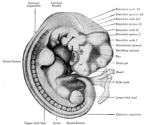 Filebailey087 Embryology