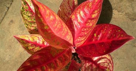 ∙ promo pengguna baru ∙ kurir instan ∙ bebas ongkir ∙ cicilan 0%. 10 Macam Jenis Bunga Aglaonema Terbaru Dan Populer ...