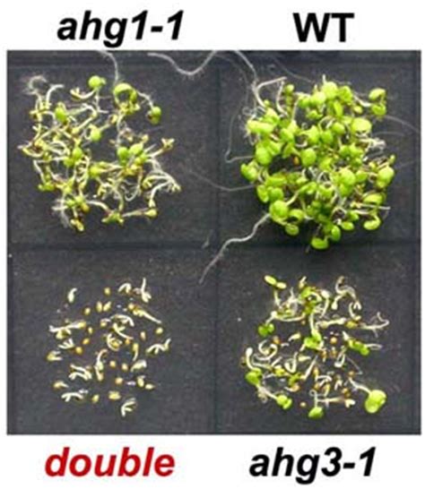 A change from normal, a variation from normal. アブシジン酸応答機構の分子遺伝学的解析 | 環境応答機構研究 ...