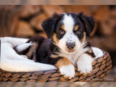 Australian shepherd welpen sind aber nicht nur schöne tiere, sie sind auch unheimlich intelligent. Mini Aussie Welpen / Miniature Australian Shepherd Welpen ...