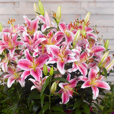 Buy Oriental Lily StarGazer Bulb Lilium Star Gazer Delivery By