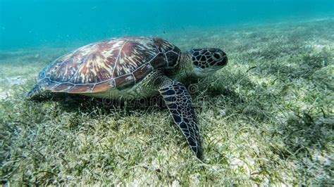 sea turtle swims in sea water olive green sea turtle closeup wildlife of tropical coral reef