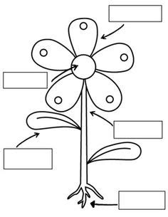 Part of the improve has been that when it was began, and adults started doing it, analysts were keen to comprehend if it had any therapeutic benefits. Parts Of A Plant Coloring Page at GetColorings.com | Free ...