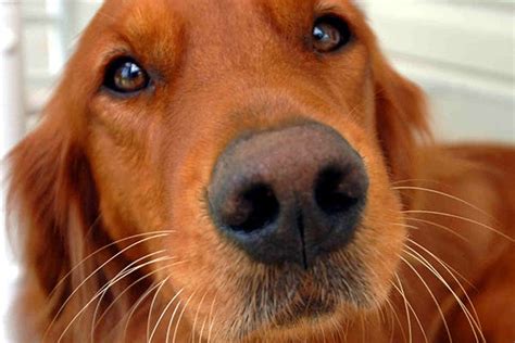 Lupus In Dogs Symptoms