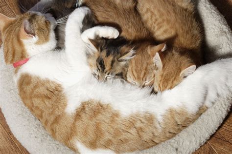 In honor of mother's day, here are ten videos of mama cats and their kittens. How Long Should a Kitten Stay With Its Mother?