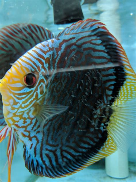 Mosaic Turquoise Discus Proven Breeding Pair