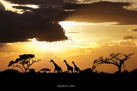 Photography Sunset In Africa Wallpapers And Images Wallpapers
