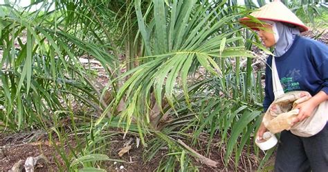 Umumnya, daun pohon jarak ini berukuran lebar dan membulat serupa telur. Ukuran Jarak Tanaman Kelapa Sawit - G Soalan
