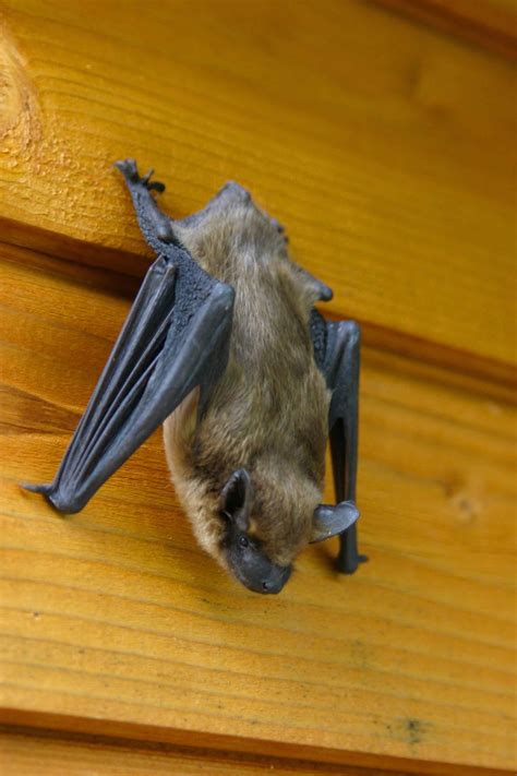 What Repels Bats Omnis Pest Control