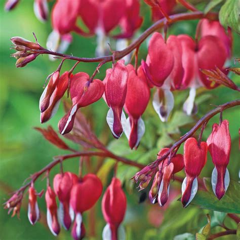 Bleeding heart grows best in cool, moist conditions. Spring Hill Nurseries Old-Fashioned Bleeding Heart ...