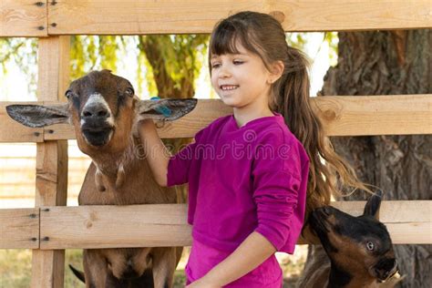 Little Kid Girl With Domestic Goat Zoo Farm Love Animal Concept