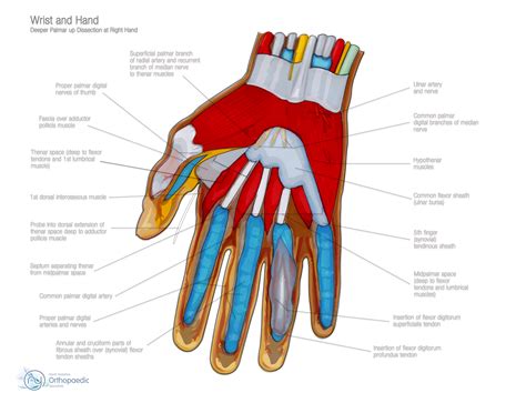 Hand And Wrist Treatment Orthopaedic Ian Whitaker