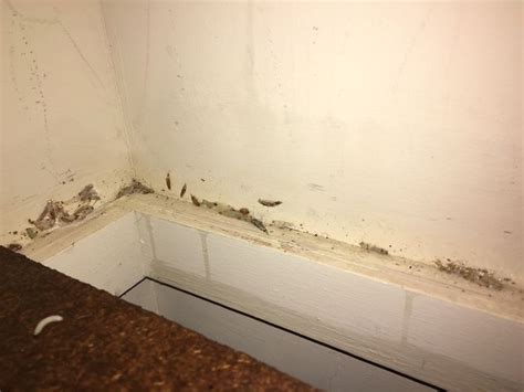 If you have liner paper in your cabinets, toss it. 3 Ways to Get Rid of Pantry Moths - wikiHow