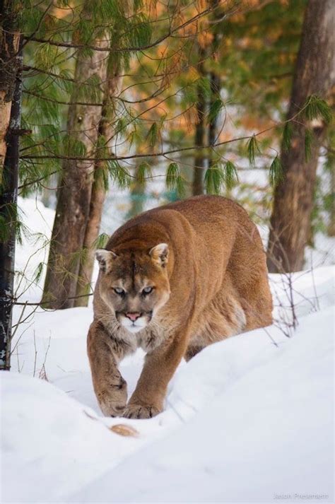 624 best images about cougar america s big cat on pinterest cats ghost cat and africa