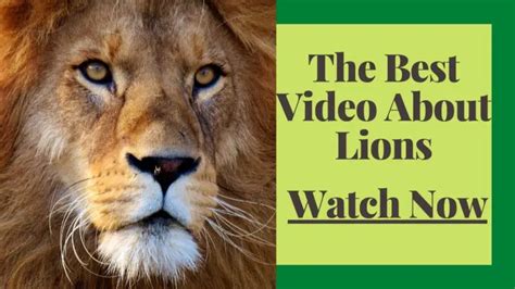 Lion Facts For Kids All About Lions