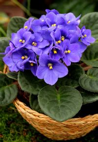 Vous avez un message ! Pleine Lune éclipsée du 26 mai 2021