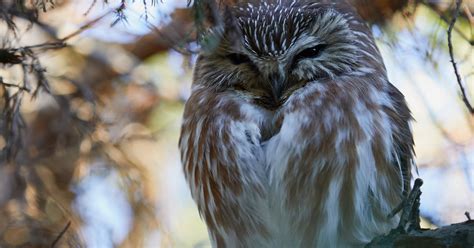 Peaceful Northern Saw Whet Owl By Ed Plaskon