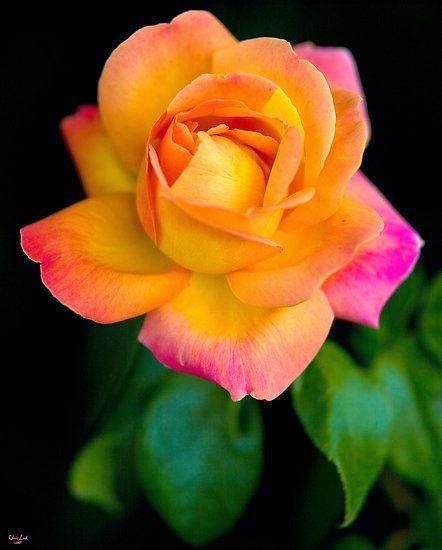 Pretty Rose Flowers Stunning Nature