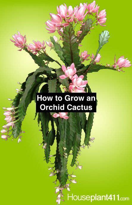 Submitted 4 years ago by sedimentally. How to grow an Orchid Cactus, a type of Epiphyllum. Tips ...
