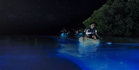 Bioluminescence — Costa Rica Outdoors And Waves