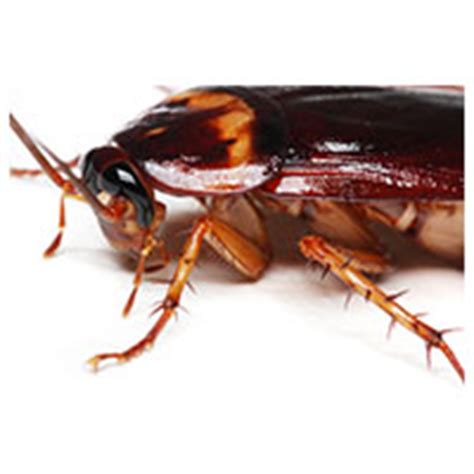 Trust us to handle termites, bed bugs the trained specialists at davis pest control are professional exterminators who get to the root of your pest problems. Ant Control, Termite Control | Callaway, Lynn Haven FL ...